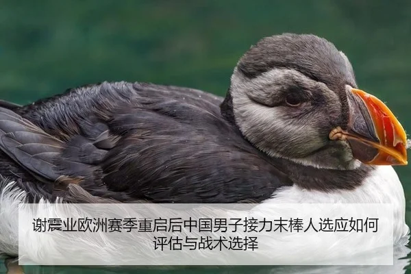 谢震业欧洲赛季重启后中国男子接力末棒人选应如何评估与战术选择